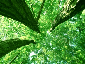 GREEEEN203.jpg