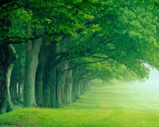 green_forest.jpg